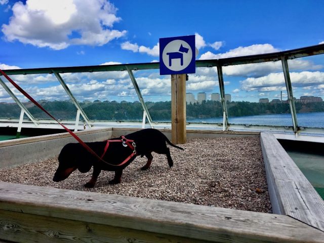 Tallink Silja Line dog facilities