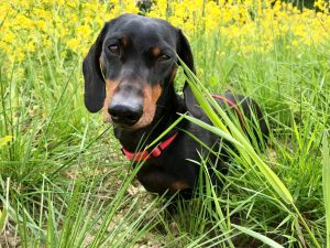 Dog health while travelling