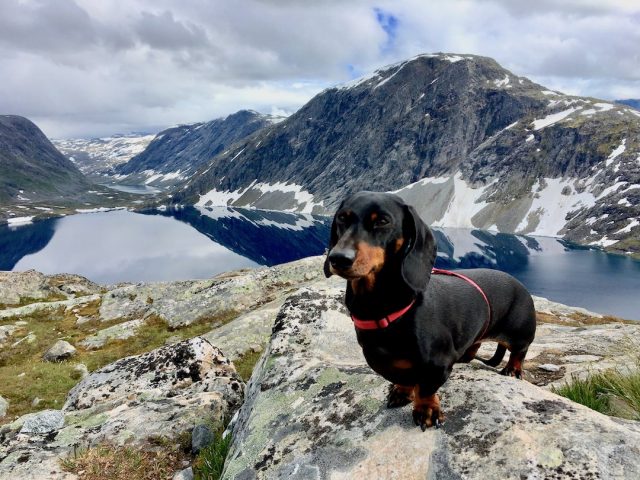 Dog-friendly road trip in Norway