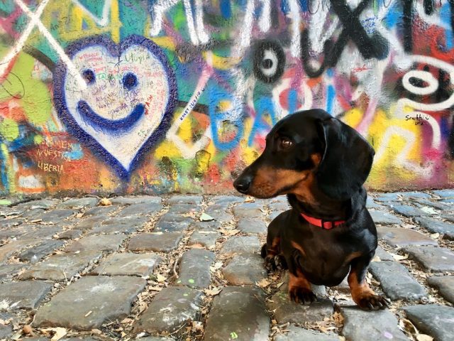 Dog in front of street art in Czech Republic