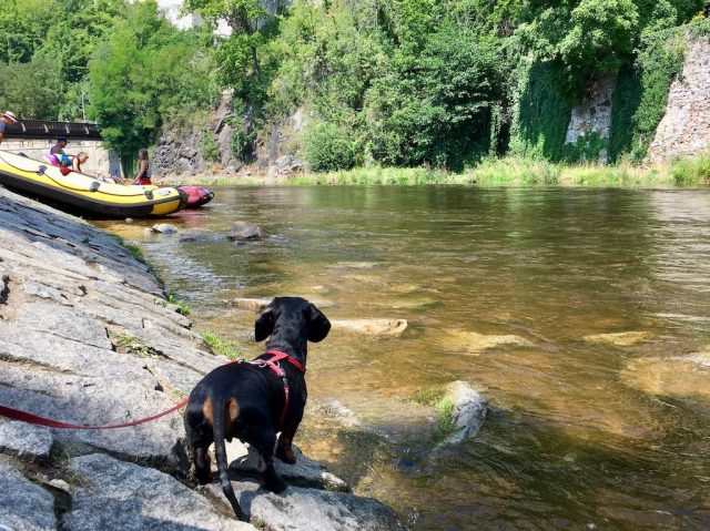 Dog next to river in Cesky Krumlov