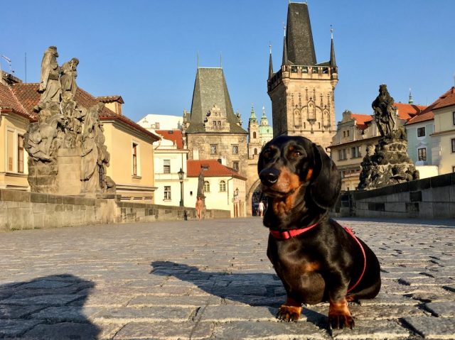 Dog-friendly Prague, dog on the Charles Bridge