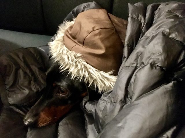 Dog in restaurant in Czech Republic in winter