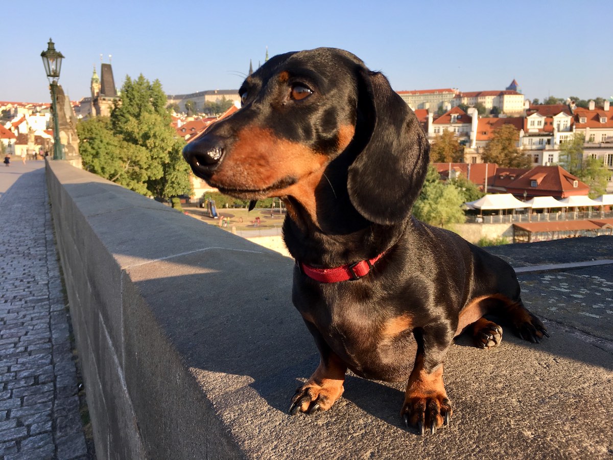 DogFriendly Czech Republic Travelling with a Dog Travelnuity