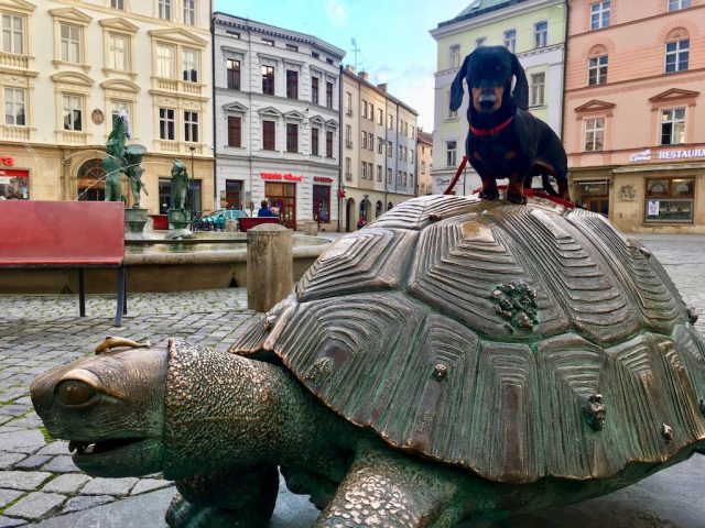 Dog on turtle sculpture in Olomouc