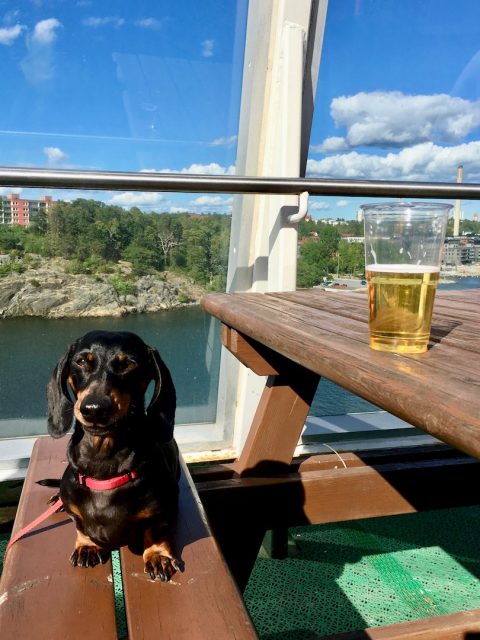 Dog on ferry leaving Stockholm