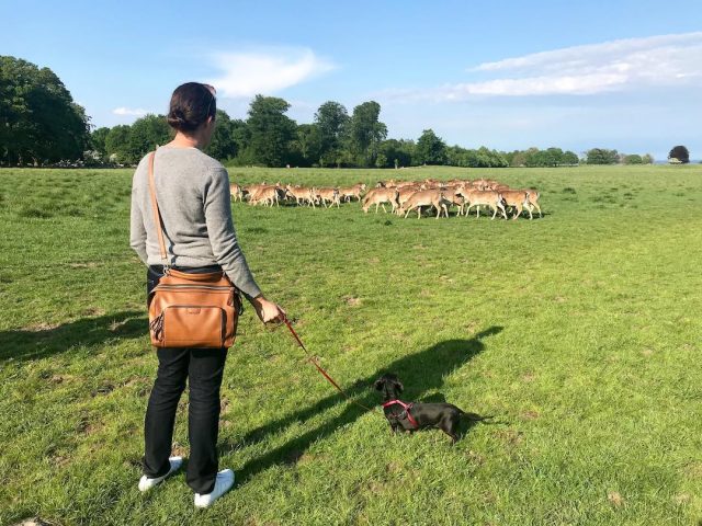 Dog on leash at Jægersborg deer park