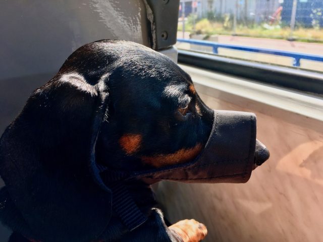 Muzzled Dog on Tram