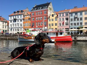 Dog-friendly Copenhagen