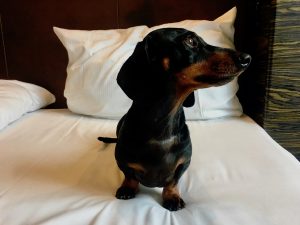 Pet-Friendly Hotels Europe