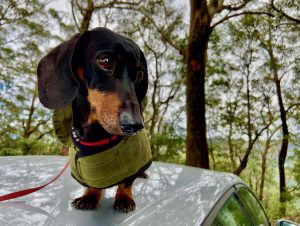 Road trip with dog