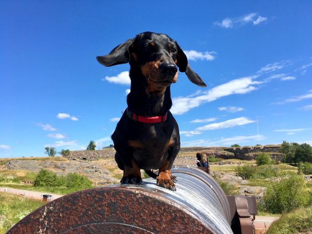 Dog at Suomenlinna