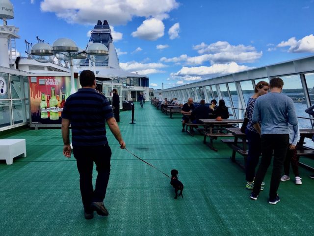 Dog onboard cruise ship