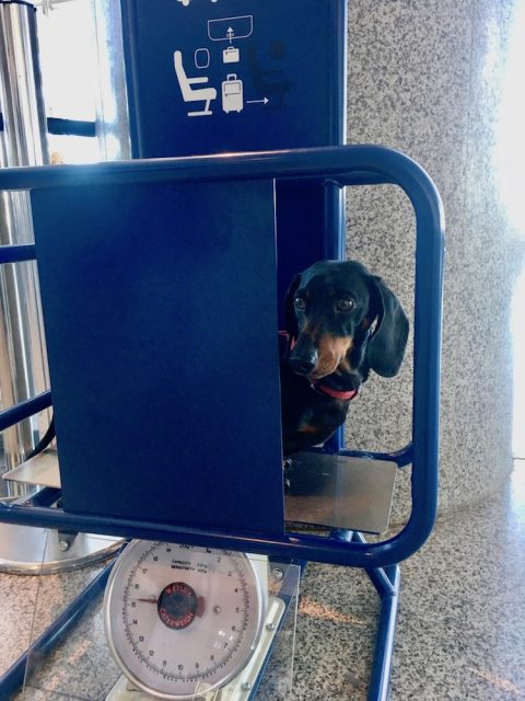 Checking the weight of my dog at the airport