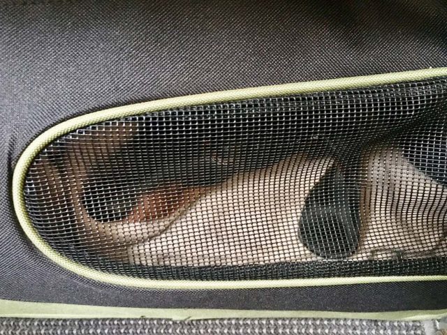 Dog in carrier bag