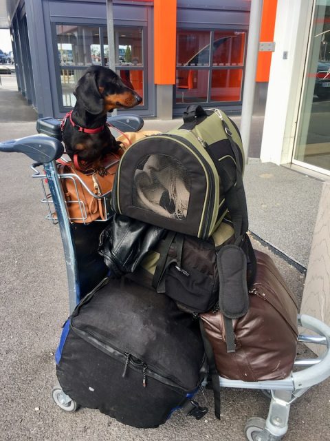 Europe flying with pets