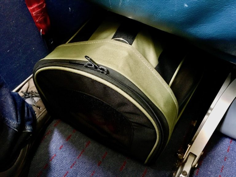 How to Travel with a Dog to the UK from Outside Europe Travelnuity