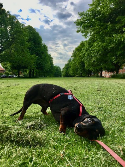 Dog rolling in grass in Copenhagen