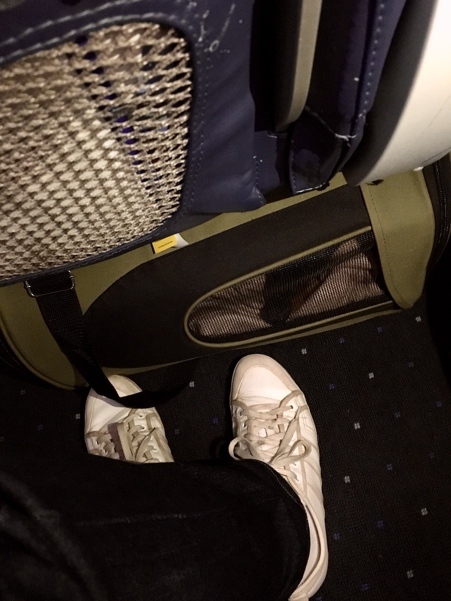 Picture of Flying with a Dog in 2026: The Ultimate Guide - Travelnuity