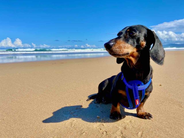 Dog-Friendly Beaches Australia