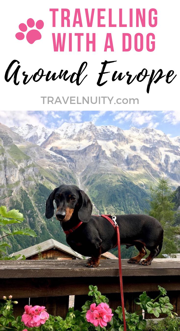 european travel with dog