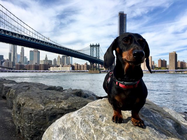 Flying with a Dog - Dog in New York