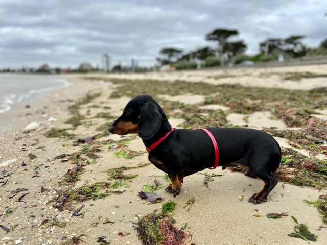 The dog beach west of St Kilda Pier