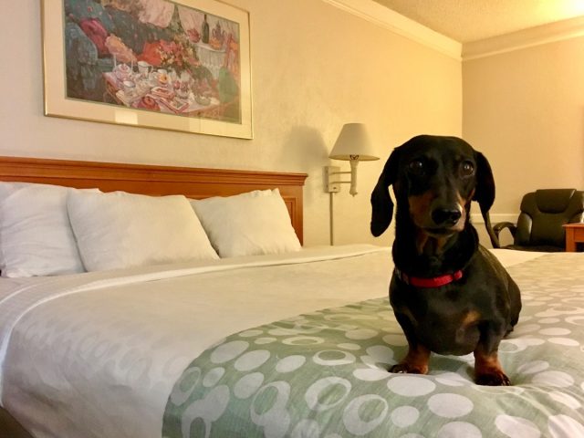 Dog in a dog-friendly La Quinta hotel room