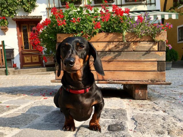 Dog in Austrian village