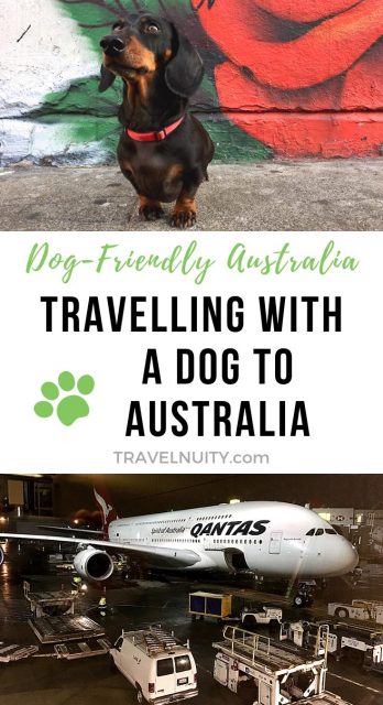 Bringing a Dog to Australia pin