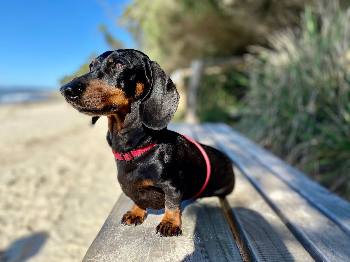 Bringing a Dog to Australia: My Experience - Travelnuity Bringing A Dog To Australia: My Experience - Travelnuity