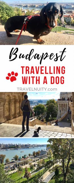 Visit Budapest with a dog