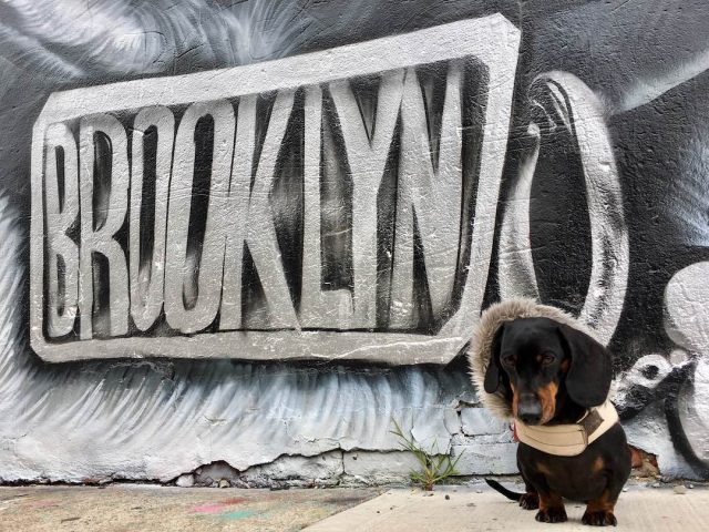 Brooklyn mural with dog