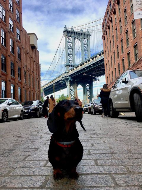 Dog at DUMBO