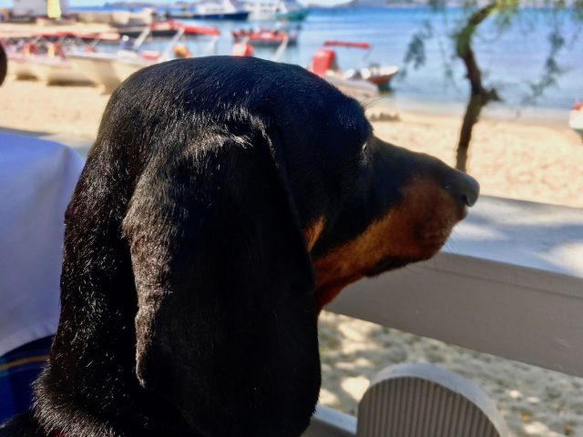 Sitting on a restaurant terrace with our dog in Greece