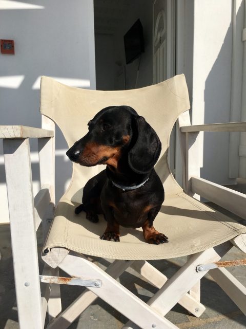 Dog relaxing on chair in Greek Islands