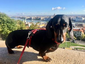 Dog-friendly Budapest