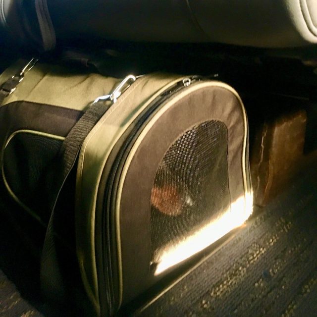 Dog in carrier on Amtrak train