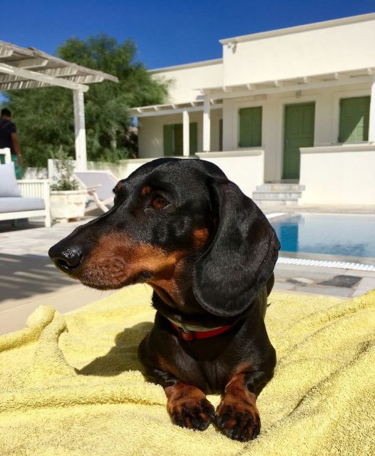 Dog relaxing by pool in Greek Islands