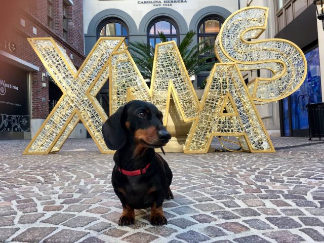 Dog in front of Xmas sign