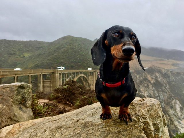 Dog on Pacific Coast Highway roadtrip