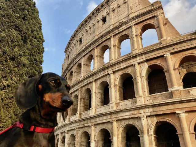 Dog at Colosseum