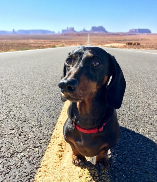 Dog on highway at Monument Valley
