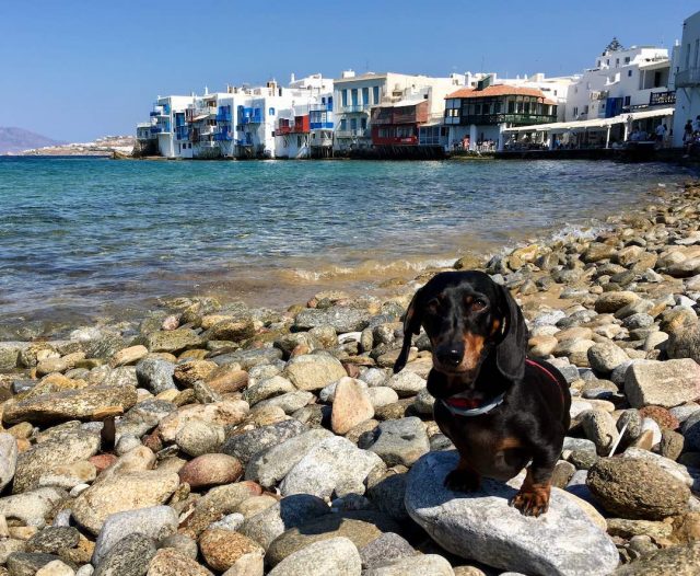 Dog on pebble beach in Mykonos