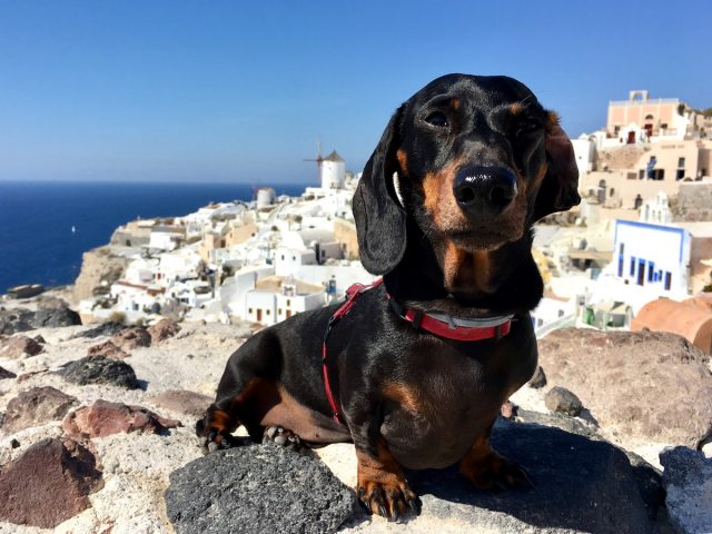 Travelling to the Greek Islands with a dog