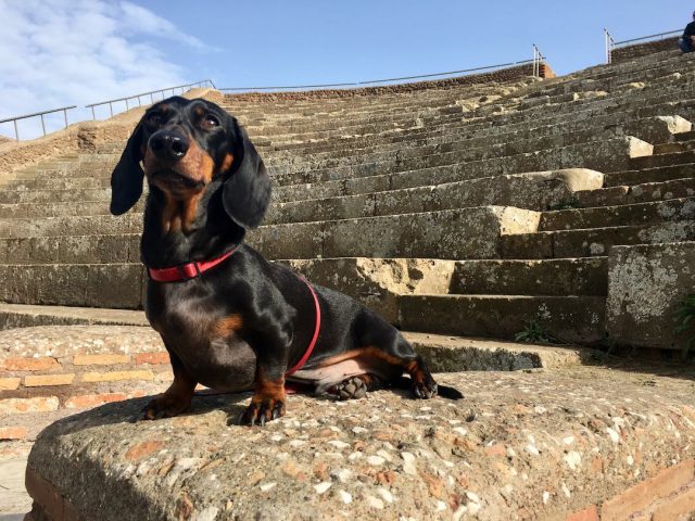 Dog at Ostia Antica, Italy