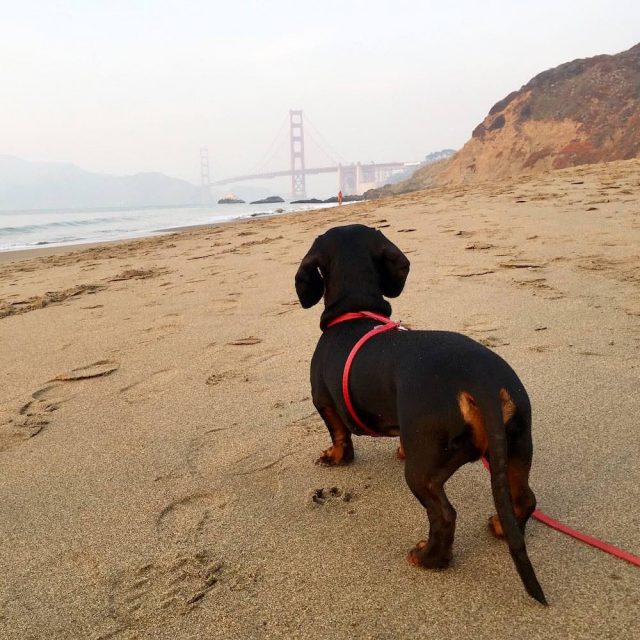 Dog at beach in San Francisco