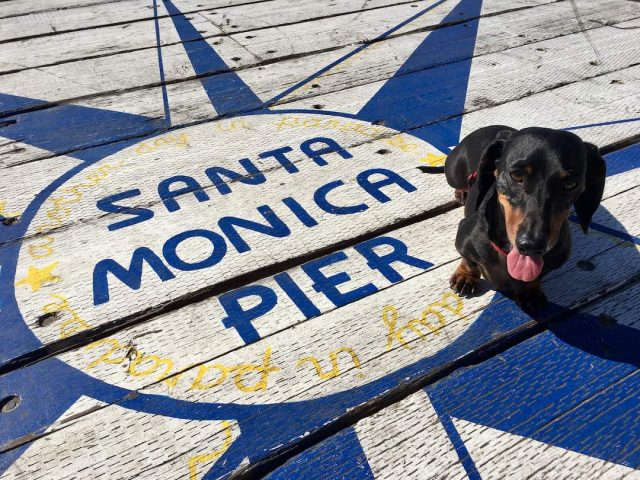 Dog on Santa Monica Pier