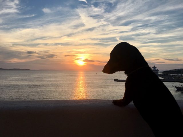 Dog watching sun set on Mykonos