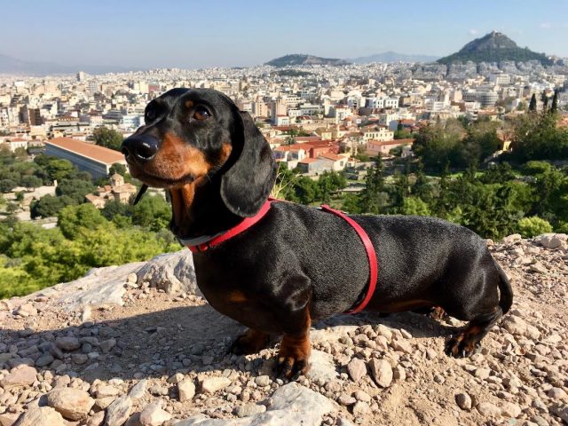 Dog at viewpoint in Athens